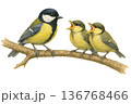 鳥の親子イラスト集 136768466