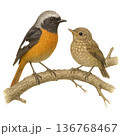 鳥の親子イラスト集 136768467