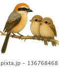 鳥の親子イラスト集 136768468