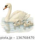 鳥の親子イラスト集 136768470