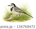 鳥の親子イラスト集 136768472
