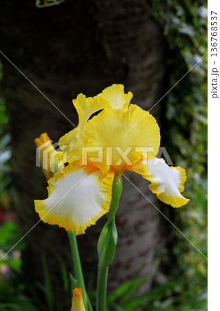 アイリス 136768537