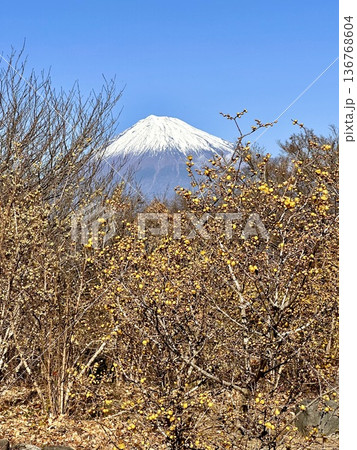 ロウバイと富士山 ロウバイと富士山 136768604