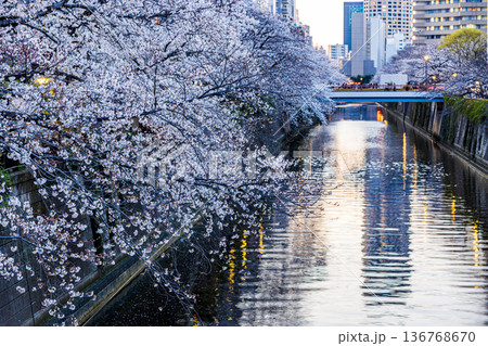 東京都 目黒川・桜祭り 東京都 目黒川・桜祭り 136768670