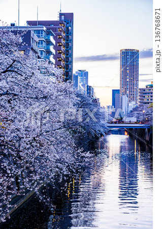 東京都 目黒川・桜祭り 東京都 目黒川・桜祭り 136768671