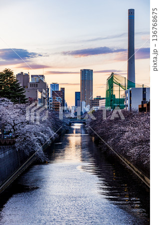 東京都　目黒川・桜祭り 136768675