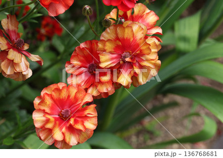 ラナンキュラス 136768681