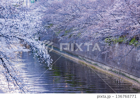 東京都 目黒川・桜祭り 東京都 目黒川・桜祭り 136768771