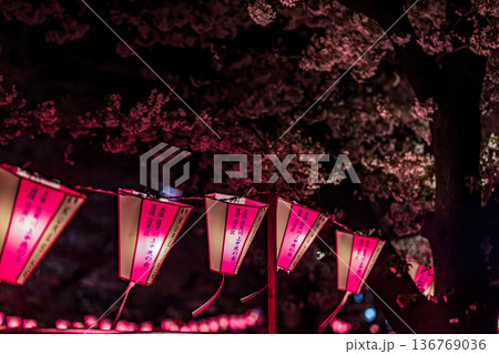 東京都目黒川　ライトアップされた夜桜 136769036