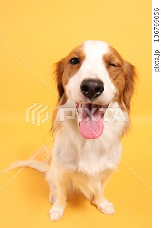 黄色背景でウインクするコーイケルホンディエ 136769056