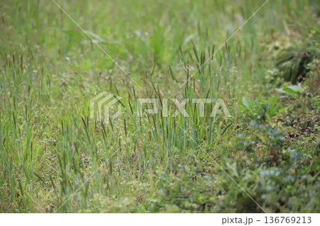 春の土手に群生するスズメノテッポウ 136769213