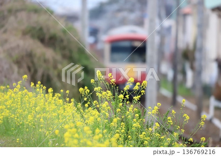 春の菜の花越しに走る大雄山線 春の菜の花越しに走る大雄山線 136769216