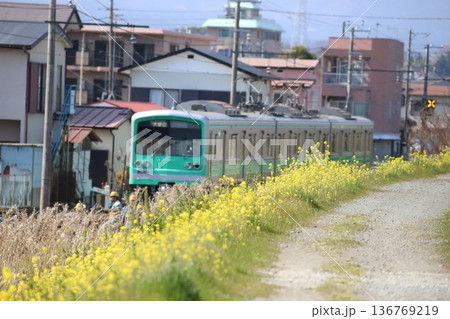 菜の花と大雄山線の電車 菜の花と大雄山線の電車 136769219