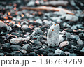 黄昏時、室戸岬の海岸と珊瑚のかけら 136769269