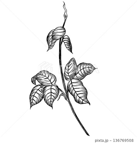 Rose stem with leaves. Hand-drawn hatching vector illustration. For fabric, textile, prints, design 136769508