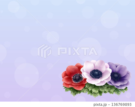 アネモネの背景 136769893
