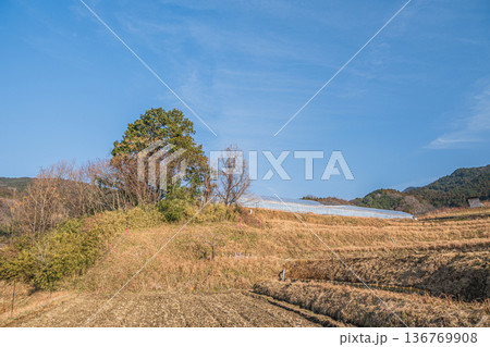 明日香村の景勝地　阪田の棚田　奈良県 136769908