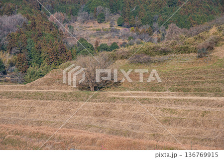 明日香村の景勝地 阪田の棚田 奈良県 明日香村の景勝地 阪田の棚田 奈良県 136769915