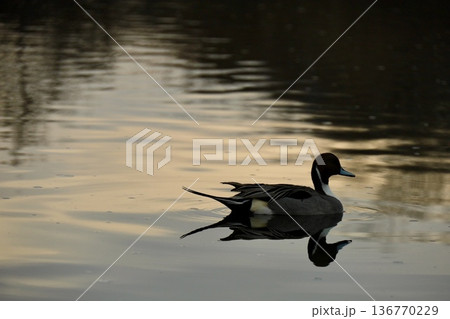 夕暮れの池に浮かぶオナガガモ　埼玉県川島町 136770229