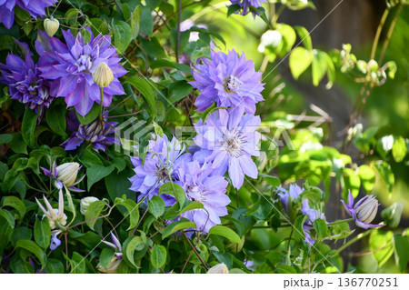 クレマチス　Clematis 136770251