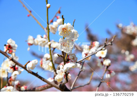 梅の花 136770259