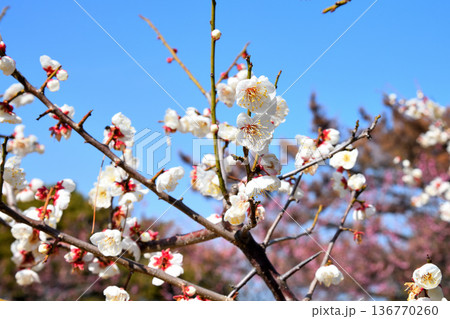梅の花 136770260