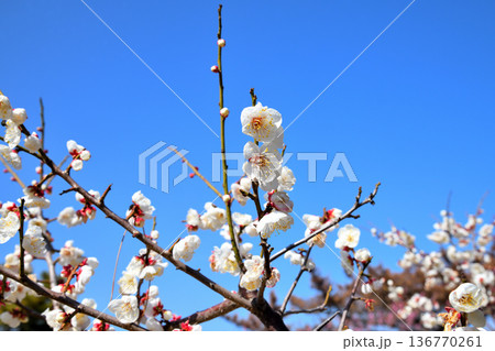 梅の花 136770261