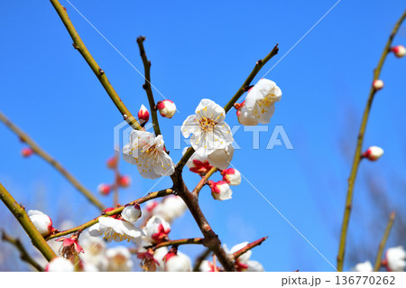 梅の花 梅の花 136770262