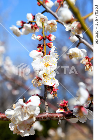梅の花 136770263