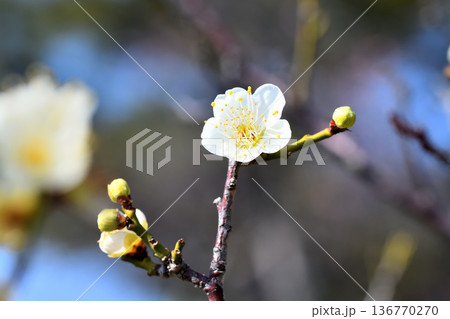 梅の花 136770270