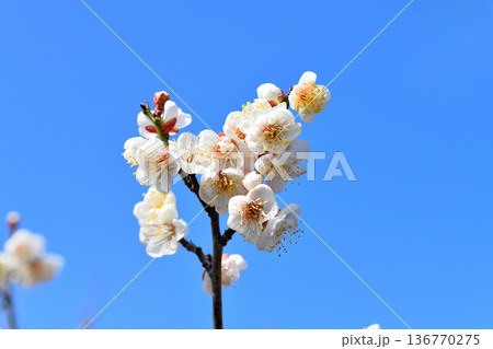 梅の花 136770275