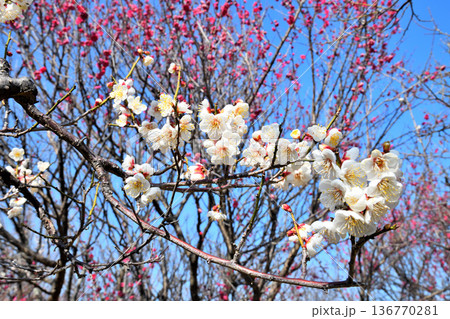 梅の花 梅の花 136770281