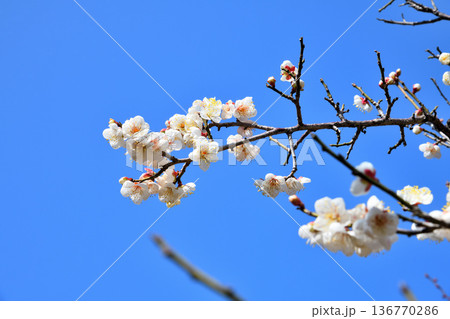 梅の花 梅の花 136770286