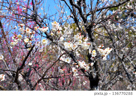 梅の花 136770288