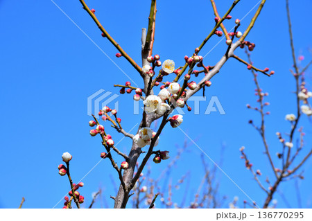 梅の花 梅の花 136770295