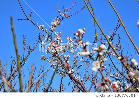 梅の花 梅の花 136770301