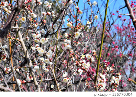 梅の花 136770304