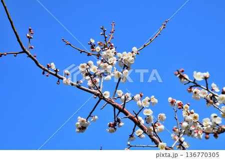 梅の花 梅の花 136770305