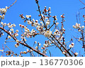 梅の花 136770306