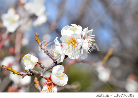 梅の花 梅の花 136770308