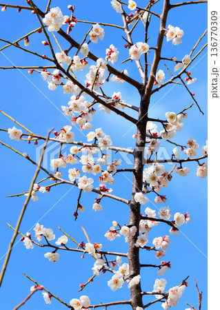 梅の花 梅の花 136770309