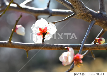 梅の花 136770311