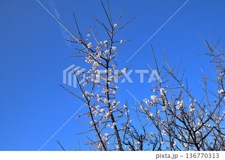 梅の花 梅の花 136770313