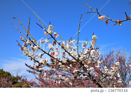 梅の花 136770316