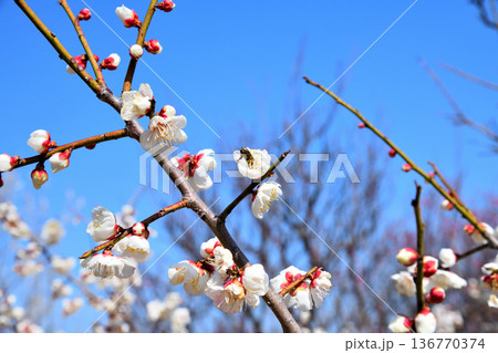 梅の花とミツバチ 136770374