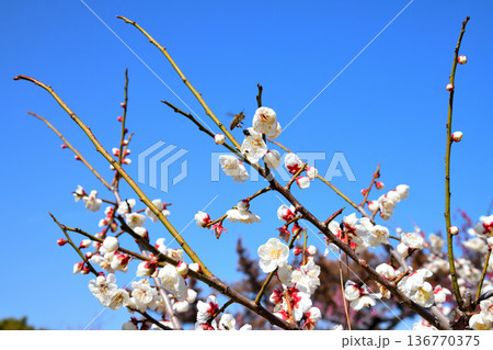梅の花とミツバチ 136770375