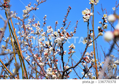 梅の花とミツバチ 梅の花とミツバチ 136770378