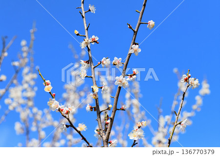 梅の花とミツバチ 梅の花とミツバチ 136770379