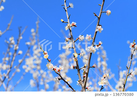 梅の花とミツバチ 梅の花とミツバチ 136770380