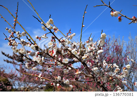 梅の花とミツバチ 梅の花とミツバチ 136770381
